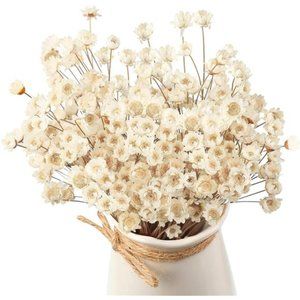 Natural Dry Flowers Brazilian Small Star Home Decorations (200)
